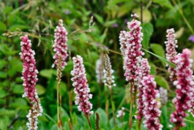 "اَنجبار" تسکین دهنده التهاب صفرا