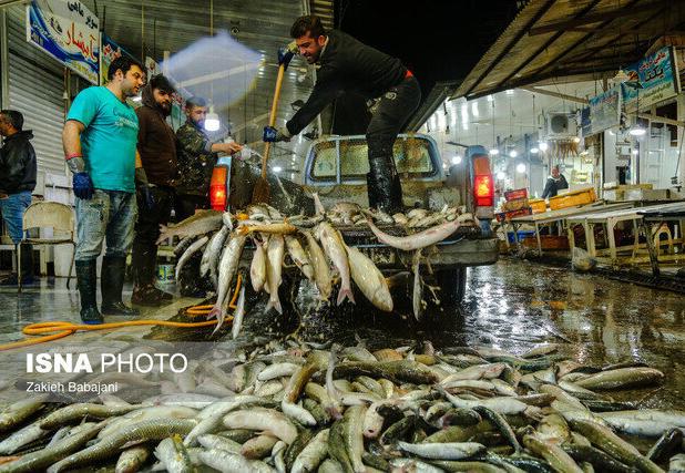 رشد چشمگیر تولید قزل‌آلا در لرستان/  وجود ظرفیت تولید ۸۰ هزار تن در استان