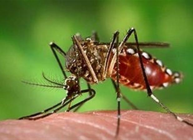 هشدار به مردم و مسئولان: مراقب شیوع پشه مرگبار آئدس باشید