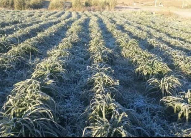 خسارت یخبندان به نرگس‌زارهای دره‌شهر