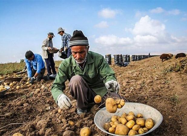 چالش‌های کشاورزی در کردستان؛ از نبود تضمین خرید تا نفوذ دلالان