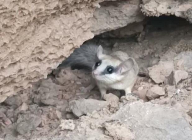 مشاهده سنجابک درختی برای اولین بار در نائین