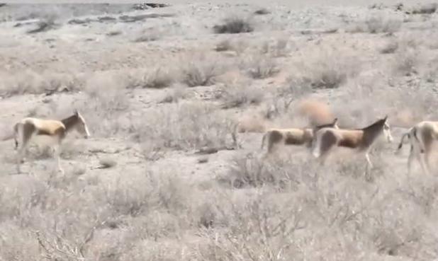 طبیعت بی‌نظیر پارک ملی توران شاهرود