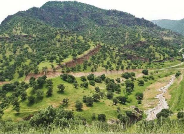 ۱۵ هزار هکتار جنگل درگیر آفت جوانه خوار بلوط در کهگیلویه و بویراحمد