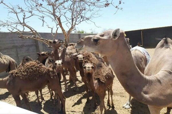 توسعه گردشگری خوزستان با پرورش شتر