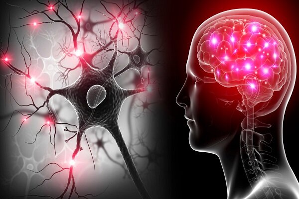 مغز انسان در پیری هم عصب می‌سازد