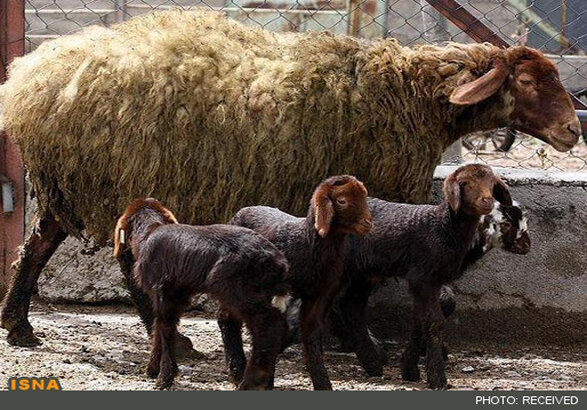 توسعه دام سبک چندقلوزای افشاری برای افزایش بهره‌وری و اشتغال روستایی
