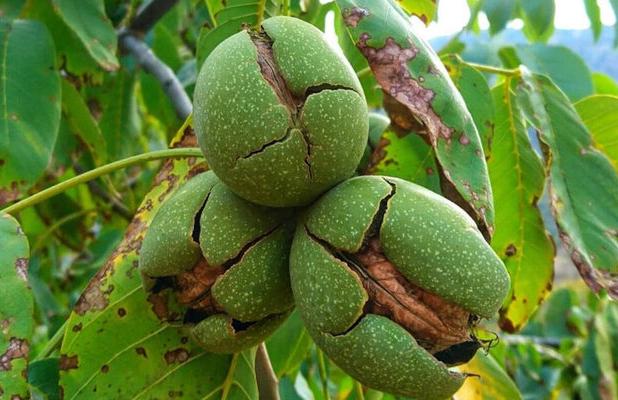 پیش‌بینی برداشت ۱۲۰۰ تن گردو از باغات فاروج