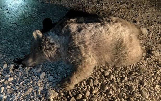 یک قلاده خرس قهوه‌ای ماده در شهرستان نور با گلوله کشته شد