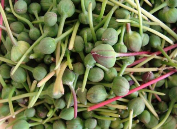 اختصاص ۳۰ هکتار از اراضی اسدآباد به کشت کاپاریس