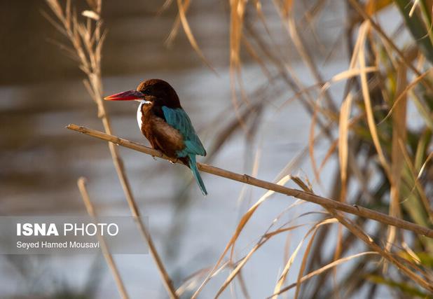 تشدید عملیات مشترک حفاظتی «هورالعظیم» در فصل مهاجرت پرندگان