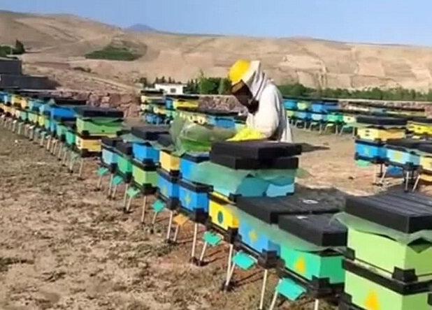 خرید و توزیع کندوی مدرن بین زنبورداران استان بوشهر