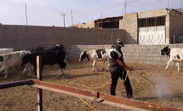 بستری ۷ بیمار قطعی تب کریمه کنگو در استان اردبیل