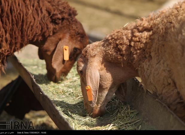 عرضه بیش از ۱۰ هزار راس دام در روز عید قربان/ تشدید نظارت‌ها در جایگاه‌های عرضه