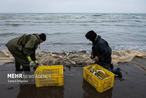 وقتی دریا مهربان می‌شود؛ سبدهای پر رونق ماهی در مازندران 