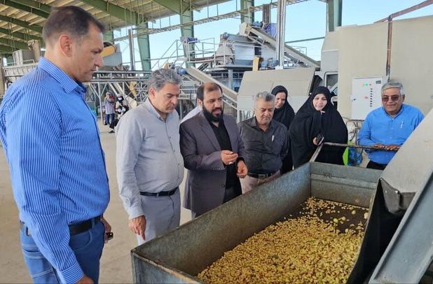 آغاز برداشت پسته کال از ۲ هزار هکتار باغ شهرستان زرند