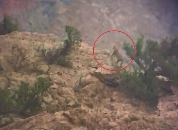 باقری: پلنگ ایرانی در منطقه خرمنه‌سر طارم مشاهده شد