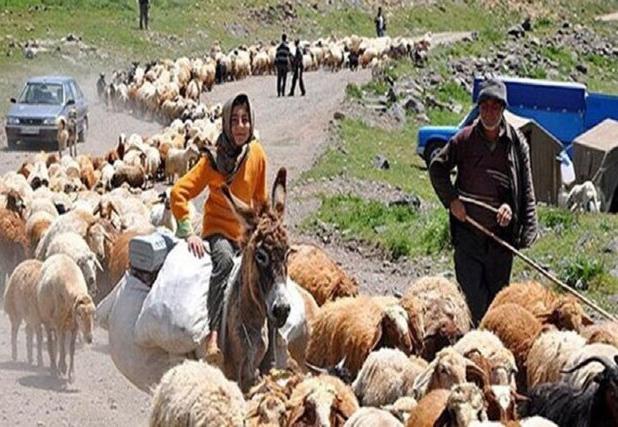 آغاز طرح جمع‌آوری اطلاعات دام عشایر در خوزستان