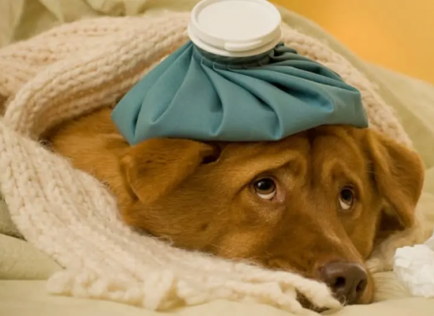 علائم بیماری در سگ‌ها: از بی‌حالی تا تب