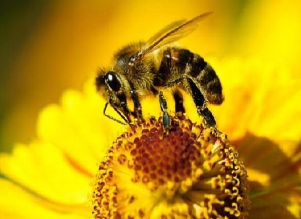 سرشماری زنبورستان های کشور به پایان رسید