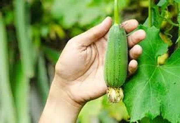 پرورش «لوفا»؛ اشتغال جدید زنان روستایی دره‌شهر