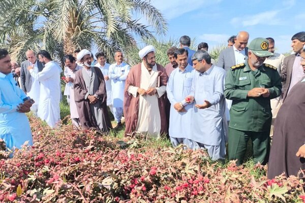 برگزاری نخستین جشنواره چای ترش در دلگان
