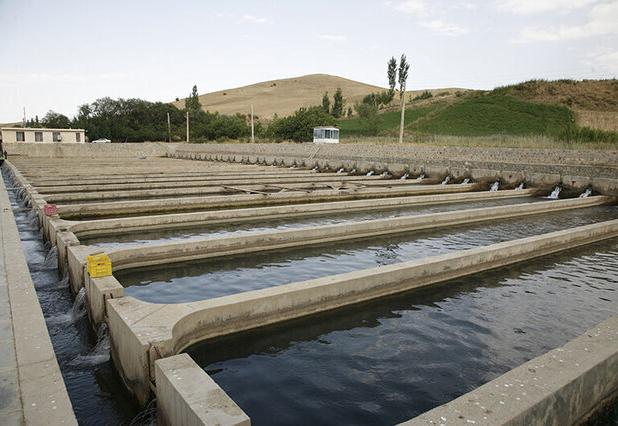 سیلاب‌های فصلی در کمین مزارع ماهی