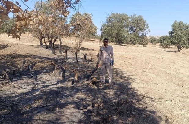 شناسایی سه مورد قطع غیرمجاز درخت در ثلاث باباجانی