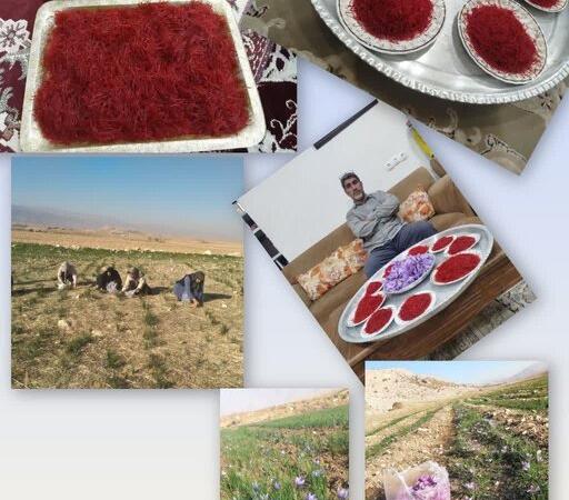 برداشت زعفران در چرداول