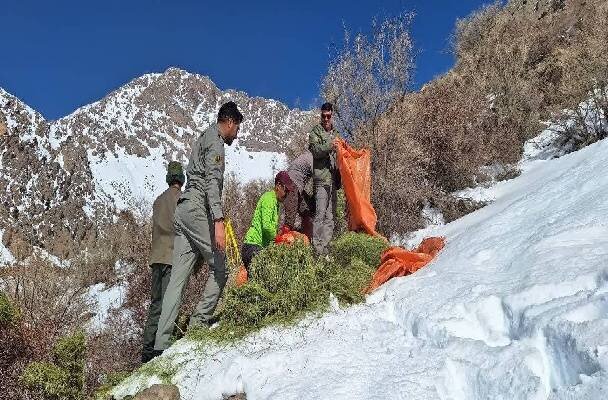 آغاز علوفه دهی به کل و بزهای وحشی در پارک ملی دنا