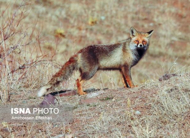 رئیس محیط زیست بافق: مشاهده حیوانات وحشی در محیط‌های انسانی طبیعی است