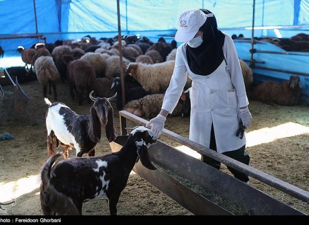 تعیین ۱۴ جایگاه‌‌‌‌‌‌ عرضه بهداشتی دام به مناسبت عید قربان