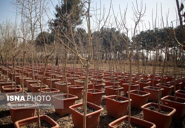 برنامه کاشت یک میلیارد درخت، پاسخ ایران به اجماع جهانی مقابله با تغییر اقلیم