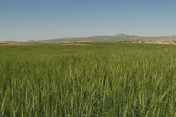 اجرای طرح جهش تولید در ۴۱۰ هزار هکتار از دیم‌زارهای آذربایجان‌غربی