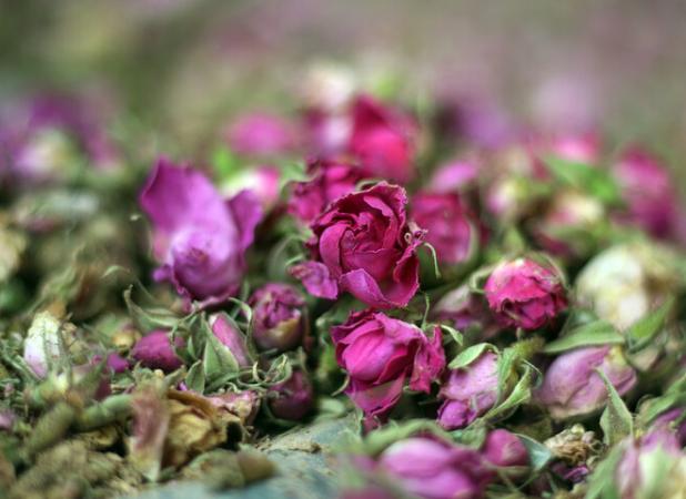 گل‌ محمدی، پیشتاز کشت گیاهان دارویی در استان زنجان