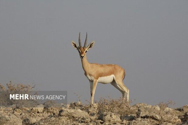 آماربرداری آهوان منطقه حفاظت‌شده «مند» آغاز شد