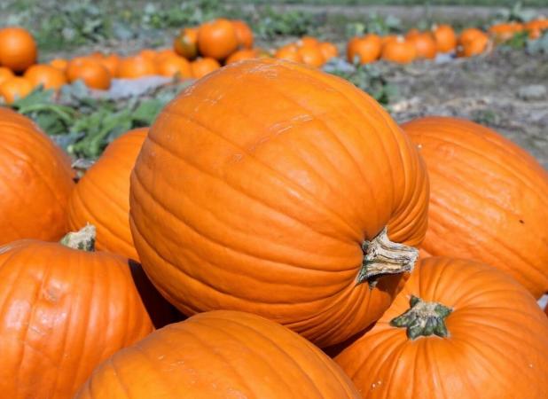 این ترفندها، بهترین کدو حلوایی بازار را به شما تحویل می‌دهد!