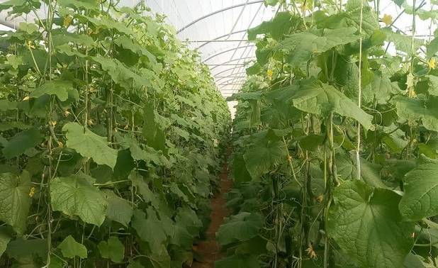 تولید بیش از ۳۵۰۰ تن محصول گلخانه ای در خراسان شمالی