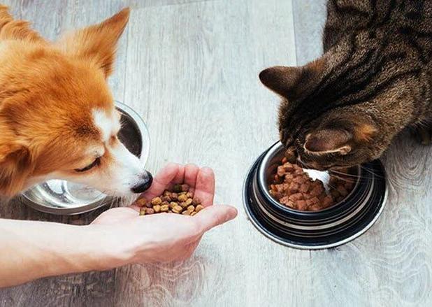 محکومیت سه میلیارد ریالی قاچاقچی غذای حیوانات