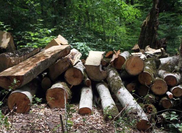 زراعت چوب و برداشت درختان در داخل طرح های جنگلداری با کدام مجوز؟!