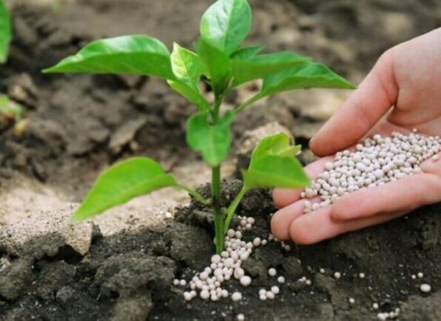 تداوم خشکسالی و ضرورت اصلاح الگوی کشت در گلستان