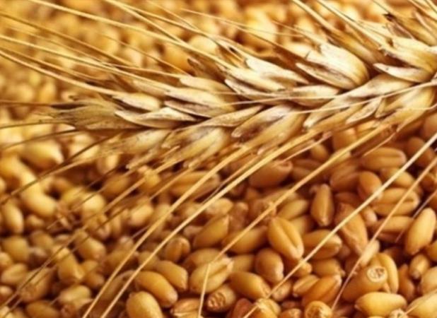 مجوز واردات گندم توسط بخش خصوصی صادر شد