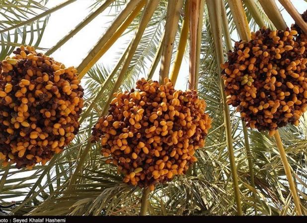 خرید حمایتی خرما به فوریت آغاز می‌شود
