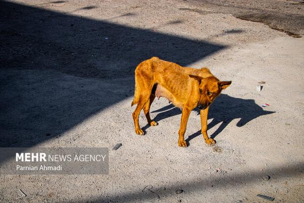ورود حیوانات وحشی به روستاهای طرقبه شاندیز