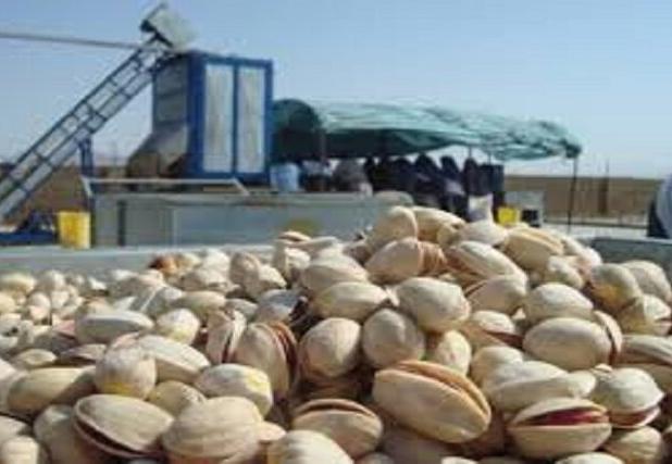 سارقان سابقه‌دار پسته در خاتم یزد دستگیر شدند