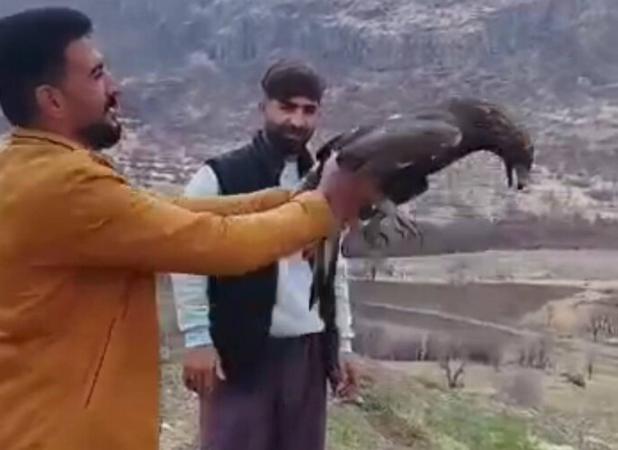 سارگپه زخمی پس از دو ماه تیمار به طبیعت سروآباد بازگشت