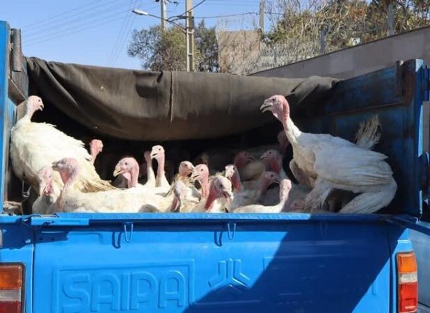 توقیف ۴ نیسان متخلف در میامی؛ ۲۲۳ قطعه بوقلمون فاقد مجوز کشف شد