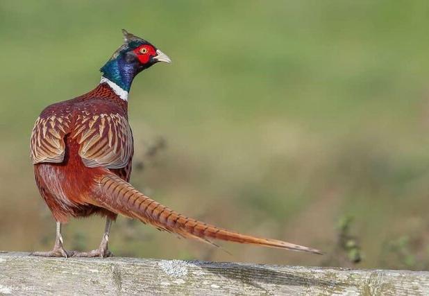 انجام سرشماری پاییزه قرقاول خزری در زیستگاه‌های صومعه‌سرا