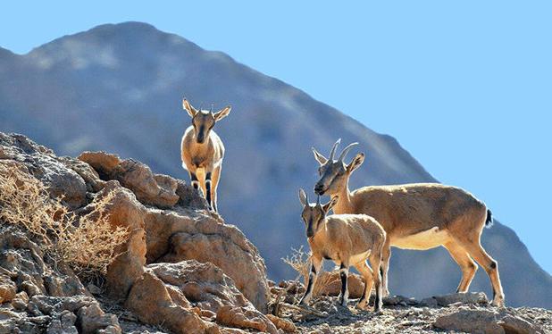 پایش حیات وحش کرمانشاه برای شناسایی «تب برفکی»/ تاکنون موردی مشاهده نشده