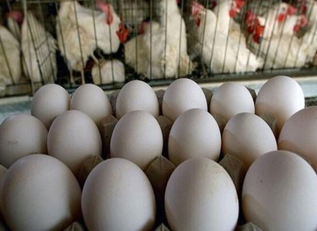 هدف‌گذاری امسال برای تولید۱.۴میلیون تن تخم‌مرغ
